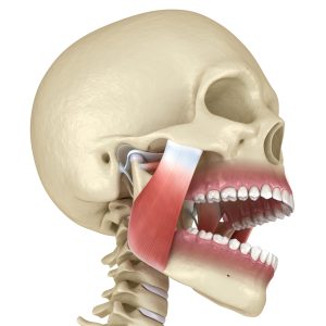 TMJ: The temporomandibular joints and muscles. Medically accurate 3D illustration.